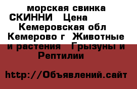 морская свинка СКИННИ › Цена ­ 3 000 - Кемеровская обл., Кемерово г. Животные и растения » Грызуны и Рептилии   